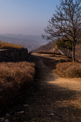 Leafless tree next to hiking trail