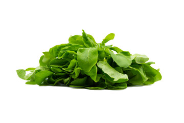 Fototapeta na wymiar Fresh Garden Rocket Salad, an organic and healthy vegetable on white background