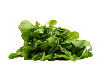 Obraz na płótnie Canvas Fresh Garden Rocket Salad, an organic and healthy vegetable on white background