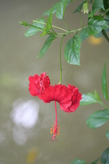 red and white flower