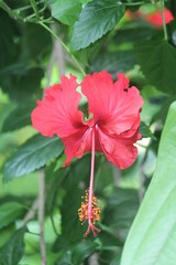 red and white flower