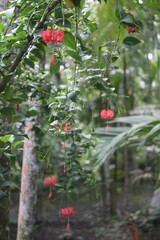 red berries on a bush