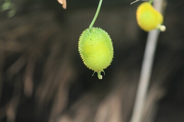 bud of a poppy