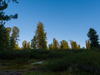 The evening sunset sun illuminates the tops of cedars. Coniferous forest