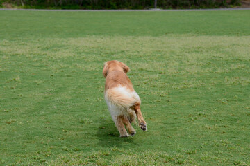 走る犬の後ろ姿
