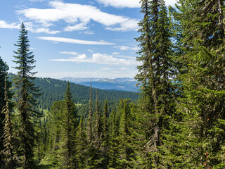 Forest landscape. Cedars and fir in the coniferous forest. Summer sunny day in the wild