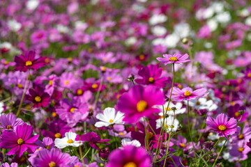 コスモス畑