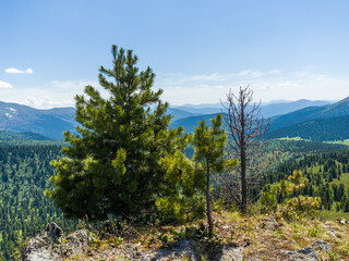 Young cedar on top of the mountain. Panorama of the Sayan mountains. Summer sunny day