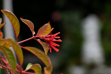 Bunch of reddish orange flowers of hamelia patens or firebush plant in outdoor garden setting with blurred green leaves and background with space for text.