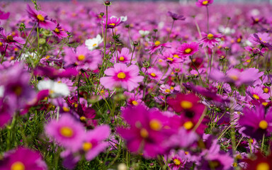 コスモス畑