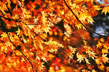 日光は紅葉盛り