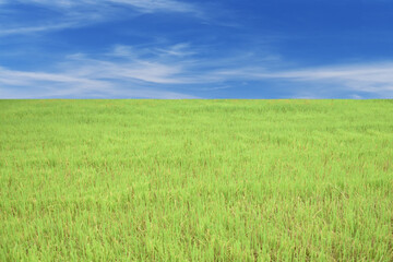 Obraz premium green field and blue sky