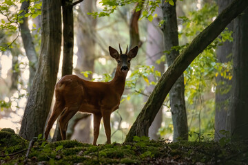 Red deer in the grass. Deer in the forest. Deer in the woods
