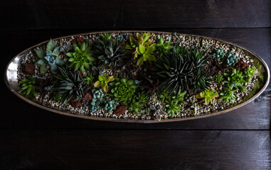 Perle Von Nurnberg plant in a gift composition
