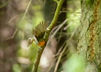 Bird on the branch