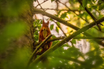 Squirrel in the forest. Squirrel on a tree. Squirrel in the park