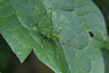 Weibchen Punktierte Zartschrecke - Leptophyes punctatissima