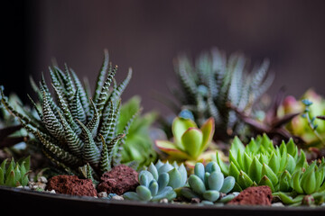 Perle Von Nurnberg plant in a gift composition