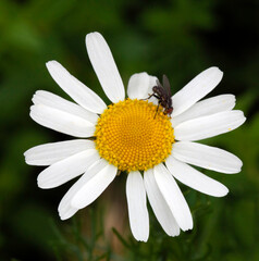 Macro shot of a 