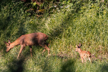 Red deer in the grass. Deer in the forest. Deer in the woods