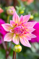 Obraz na płótnie Canvas Dahlia flower
