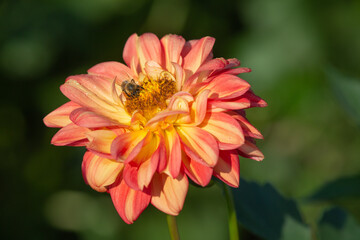 Dahlia flower
