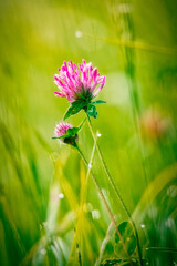 Pink flower on green background