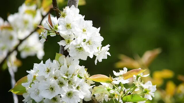 意外と目にしない梨の花ってこんなにきれいなんです