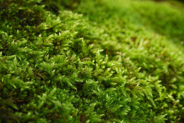 Close-up green moss