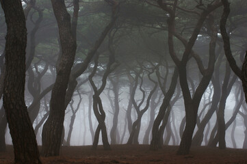 trees in the fog