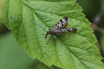  gemeine Skorpionsfliege - Panorpa communis - Weibchen