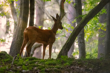 Red deer in the grass. Deer in the forest. Deer in the woods