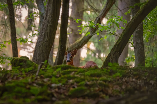 Red deer in the grass. Deer in the forest. Deer in the woods
