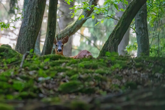 Red deer in the grass. Deer in the forest. Deer in the woods © mariusgabi