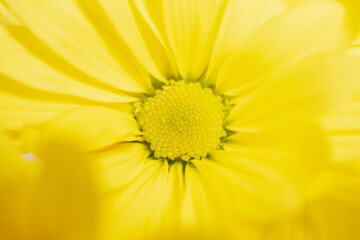 macro photo of the center of a yellow chamomile flower with soft focus