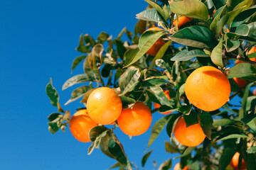 Fruit tree branch with oranges and green leaves on background of blue sky.