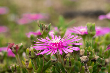 松葉菊(マツバギク)を斜め上からのクローズアップ