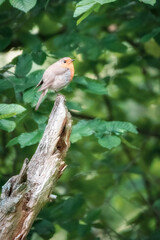Bird on the branch