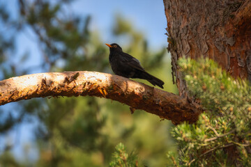 Bird on the branch