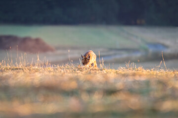 Red fox vulpes. Fox in the wild