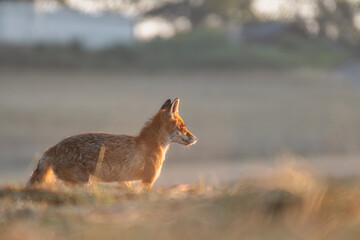 Red fox vulpes. Fox in the wild