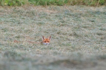 Red fox vulpes. Fox in the wild