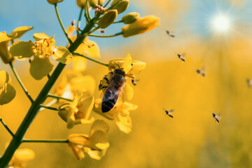Bee on yellow flower