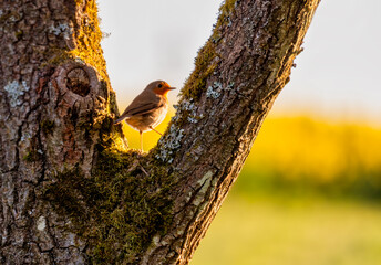 Great tit parus major
