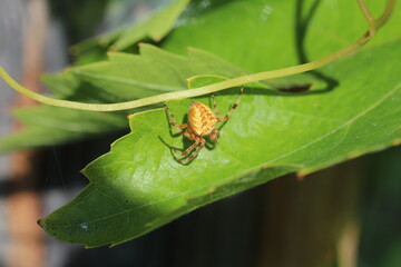 unbestimmte Spinne in Weinranken