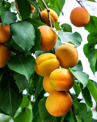 ripe apricots hang on a branch with leaves