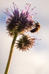 Obraz premium thistle flower on a green background
