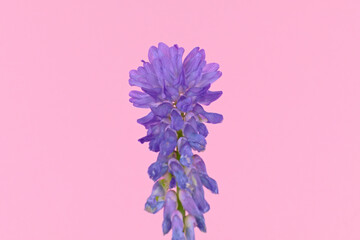 Wild European violet flower tufted vetch, cow vetch or bird vetch , isolated on a pastel pink...