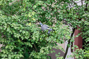 Pigeon on branch between leaves
