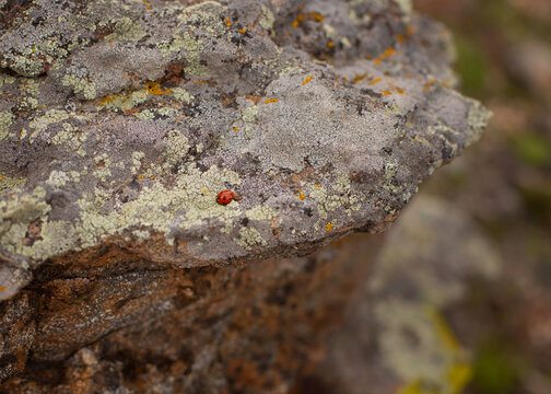 moss on stone